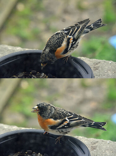 brambling