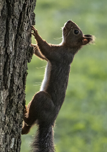 cyril squirrel on tree-1