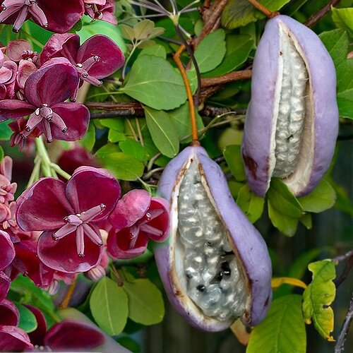akebia_quinata_700_2