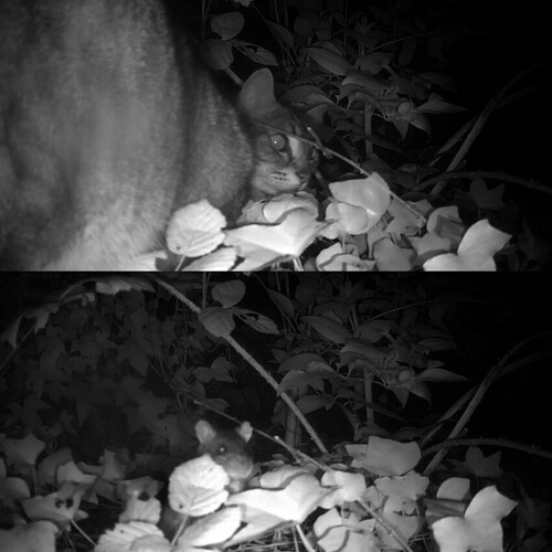 cat & rat