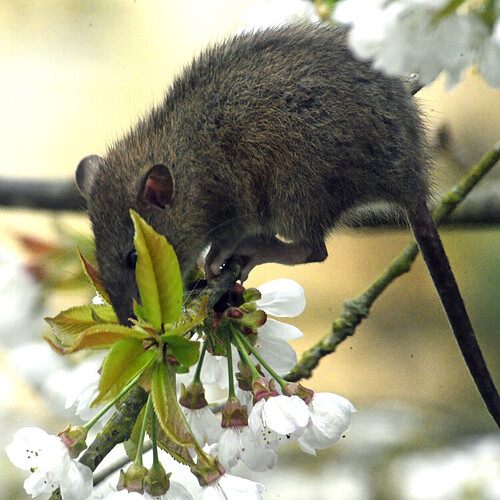 rat eating cherry blossom 02