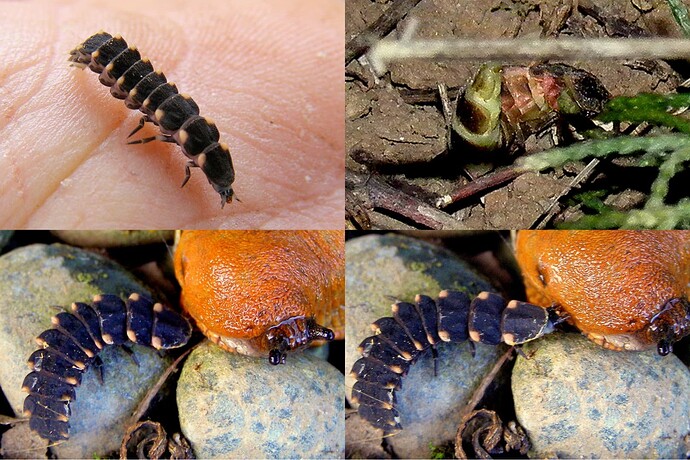 Beetle Glow worm (Large)