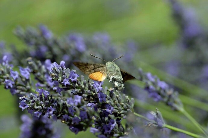 hummingbird hawk-moth