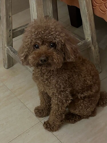 c32b0bd1e158138300d62b6140758212f3e2122f_2_750x1000