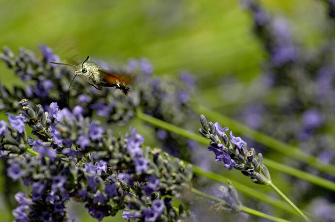 humming bird hawk moth 01