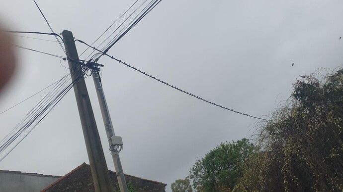 Swallows2