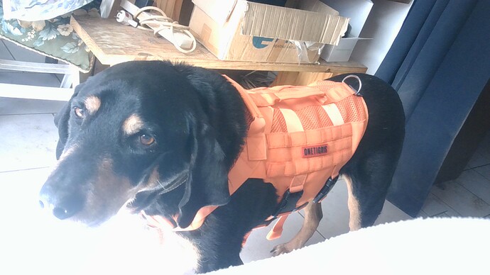 Jules and his new harness WIN_20260314_13_45_36_Pro