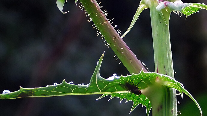 fly sheltering