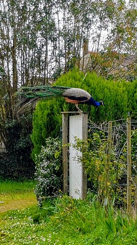 peacocks in the neighbourhood