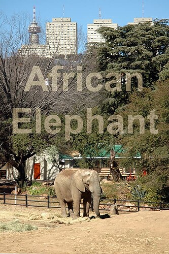 African Elephant text lo-res