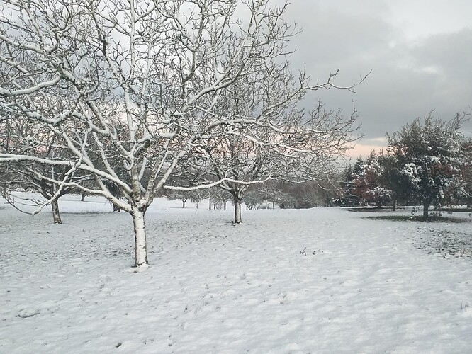 countryside in snow