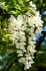 acacia blossom