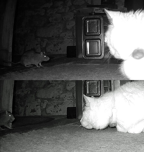 cat & rat