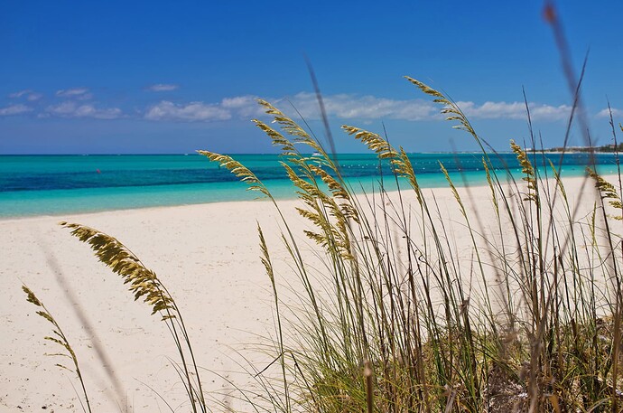 Turks-and-Caicos-Turtle-release-03