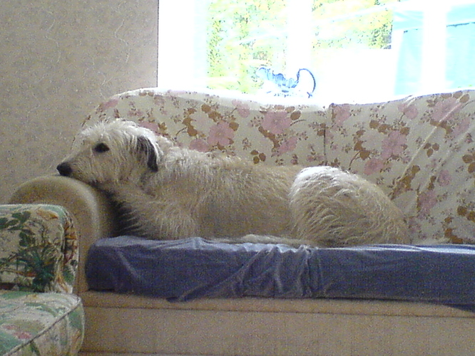 mickey_on_couch_01