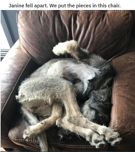 janine the wolfhound