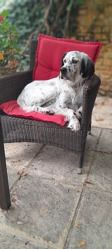 Paddy 'it's mychair now'