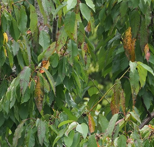 Next door's poxy tree