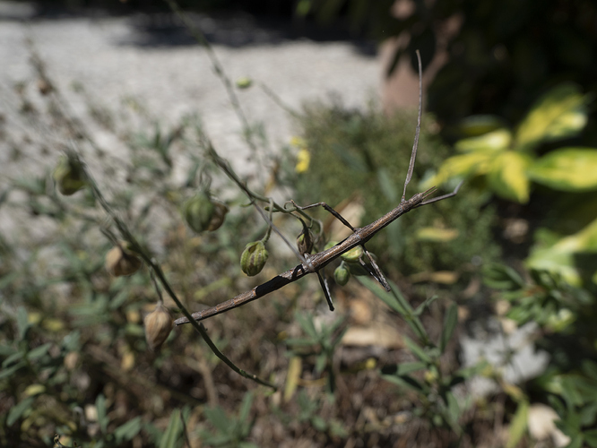 stick-insect-6