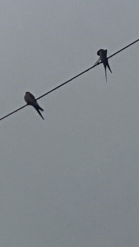 Swallows