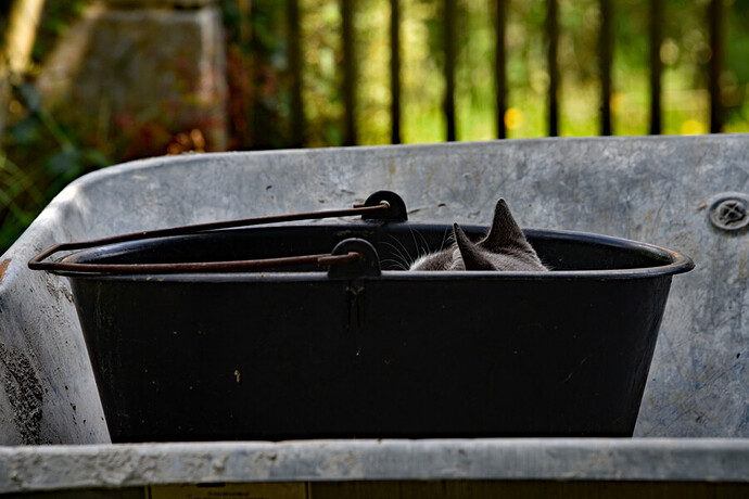 a bucket cat