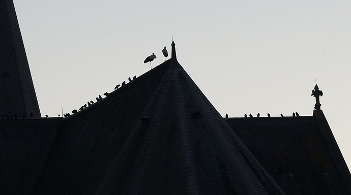 29%2009%202012%20Mouzon%20Storks