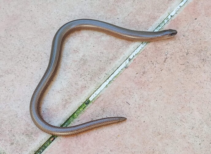 SLOW WORM ON BACK PATIO 1