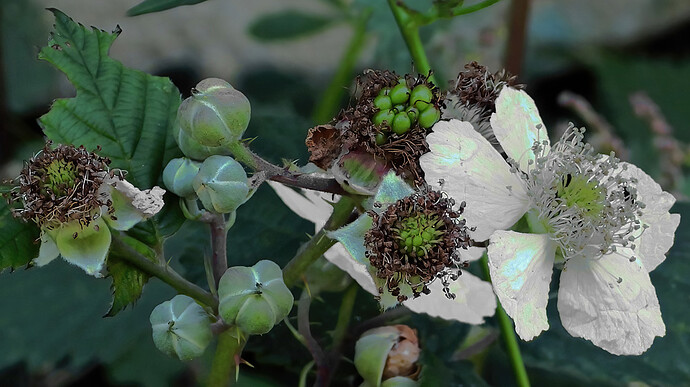 bramble flower buds seeds