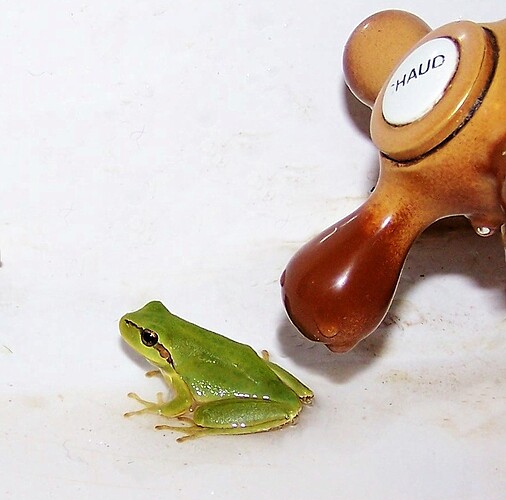 Tree (or should that be house) frog