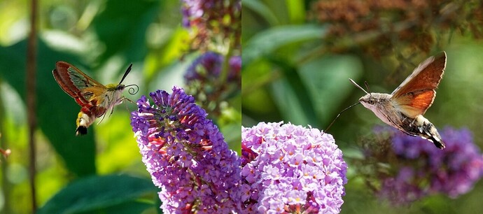hawk-moths
