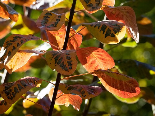 smoke bush-2