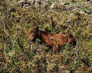la rhune horse-3
