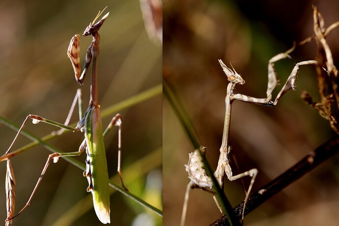 Empusa pennata (Large)