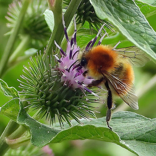 is this a tiny bumble bee 03