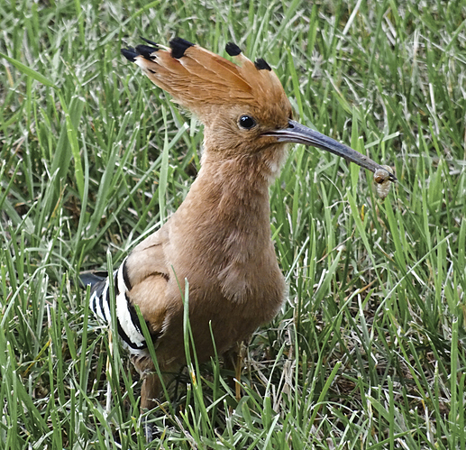 hoopoe-1