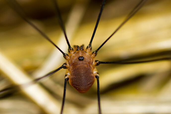 Harvester_body_close_up