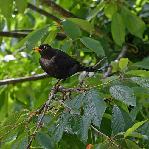 blackbird dad