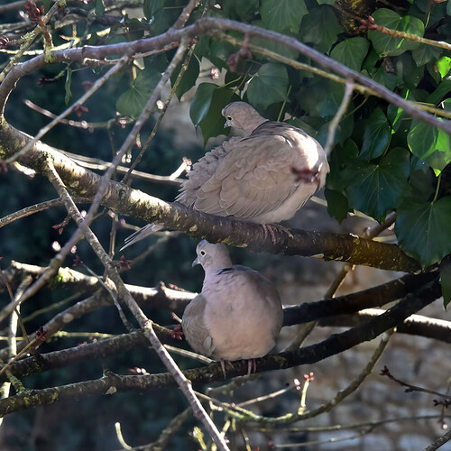 pair collared doves