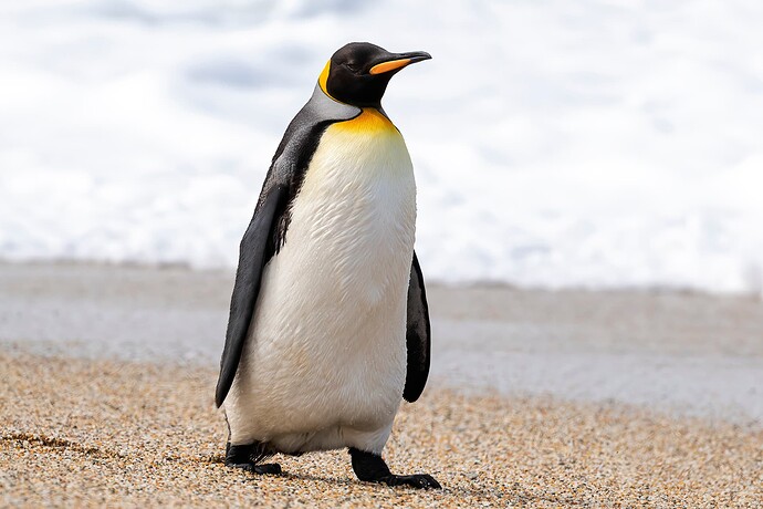 King-penguin
