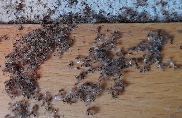 ants in roof 4