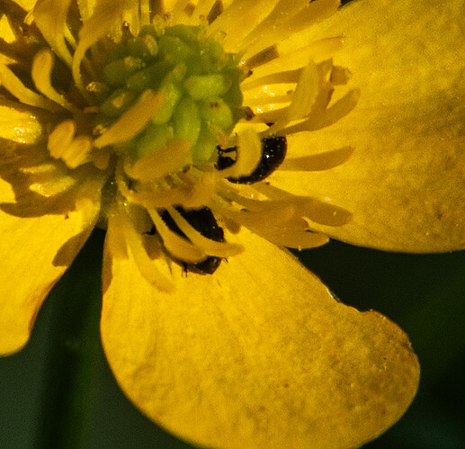 butter cup insect 02