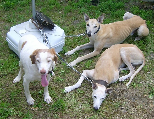 Match, Lurch and Lira. St. Hilaire June 2007