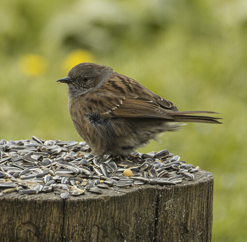 dunnock-3