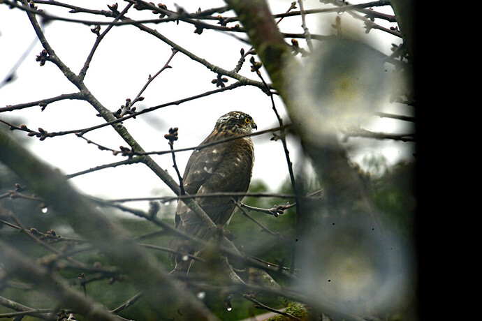 sparrow hawk