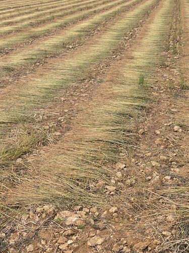 Copy of Flax