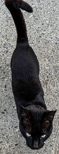 black cat1-1