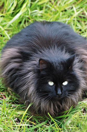adult fluff