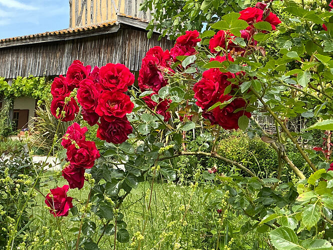 IMG_0142