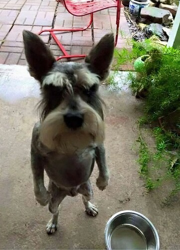 hungry
