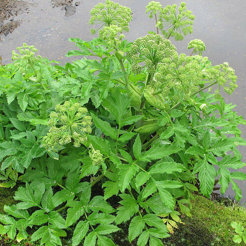 angelica-archangelica-angelique-officinale-vraie